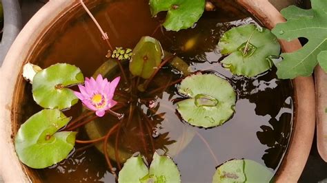 蓮花盆栽養魚